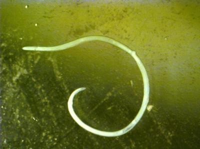 Anakasid Larva Anakasid Larva